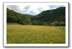 Champ jaune sous les falaises.jpg